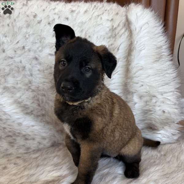 Tan, Belgian Malinois Puppy